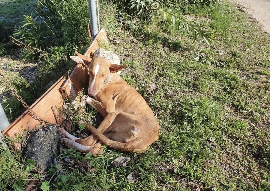 podenca-abandonada.jpg podenco abandonat